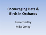 bats and birds presentation