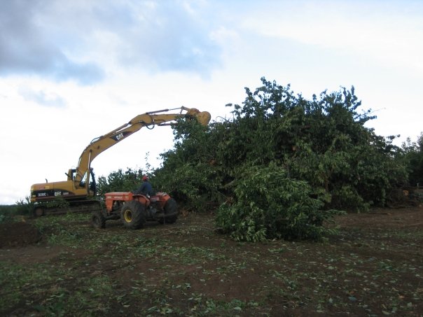 Omeg Orchards
